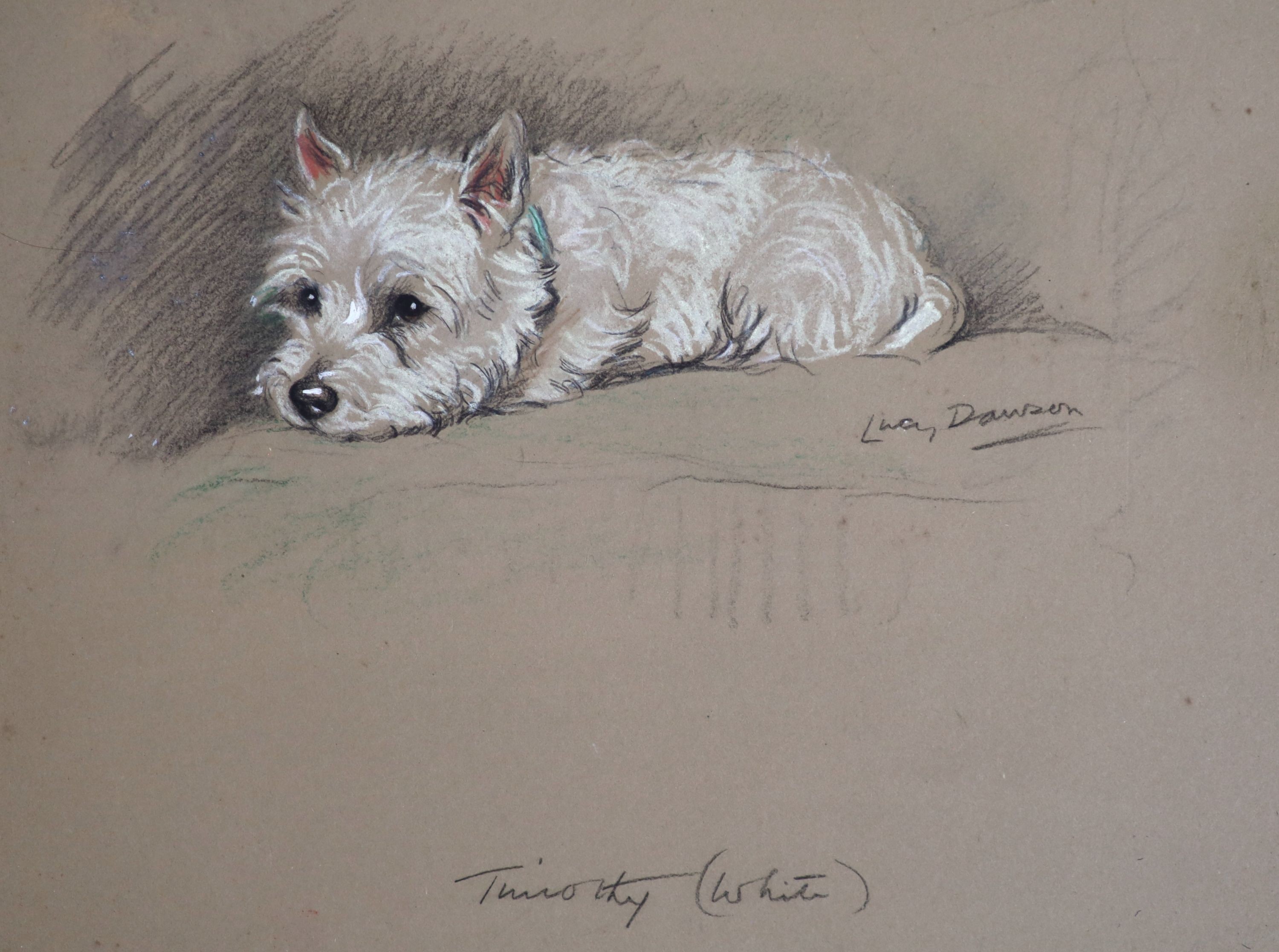Lucy Dawson (1875-1954), Timothy (White), Pastel, 21 x 27.5cm.